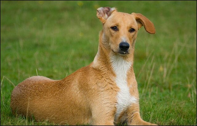 9 honden augustus