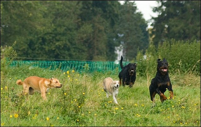 16 honden augustus