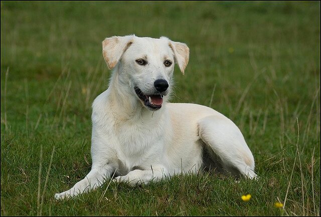 24 honden augustus