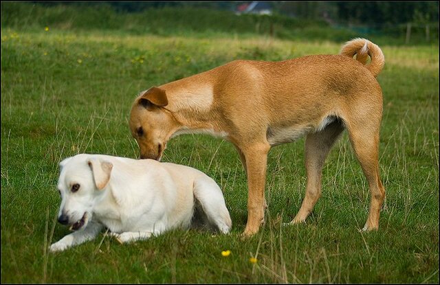 25 honden augustus