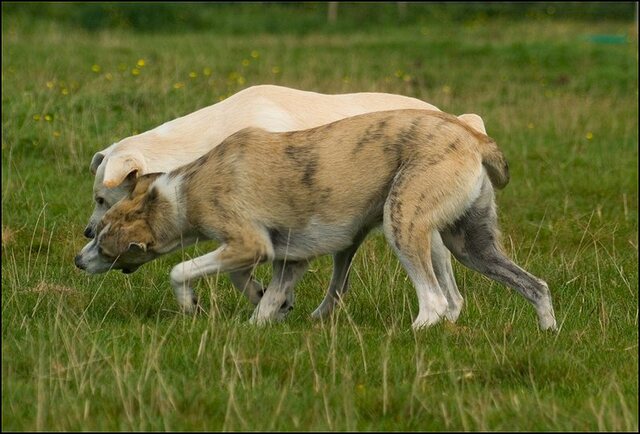 31 honden augustus