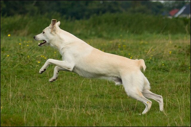 32 honden augustus