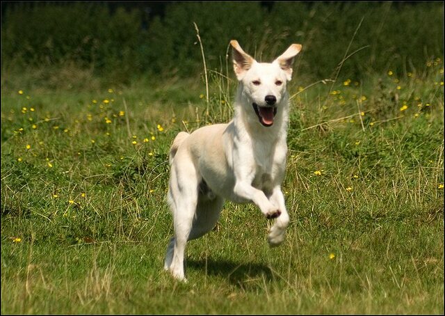 40 honden augustus