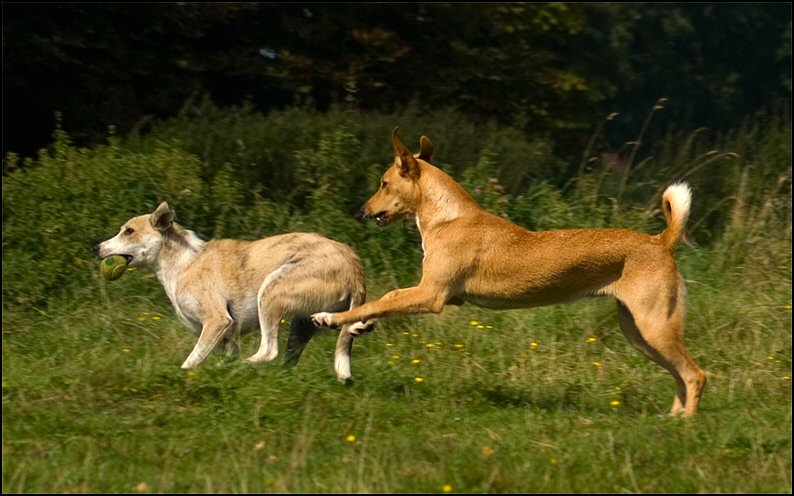 46 - honden augustus