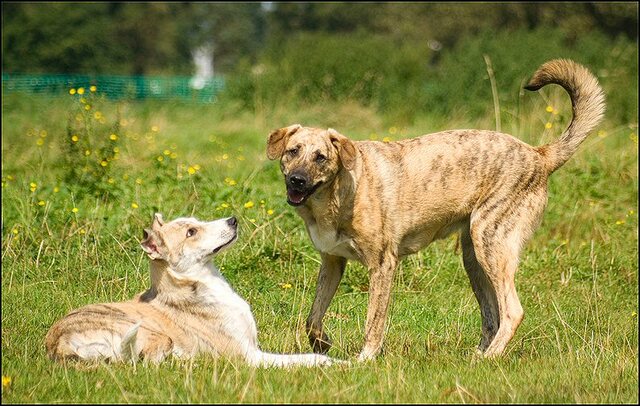 65 honden augustus