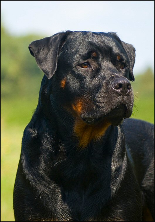 75 - honden augustus