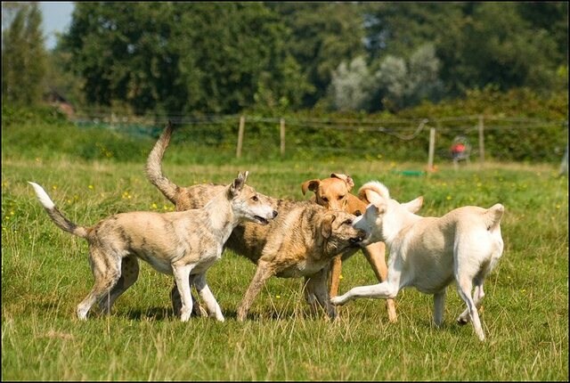 80 honden augustus