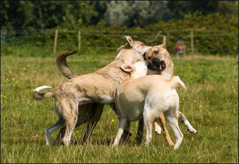 81 - honden augustus