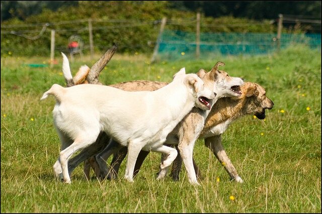 82 honden augustus