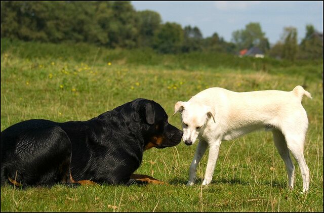 94 honden augustus