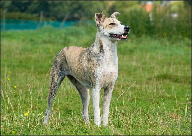 95 honden augustus