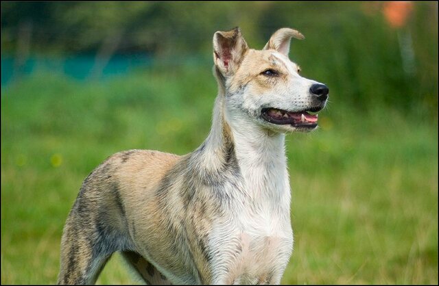 96 honden augustus