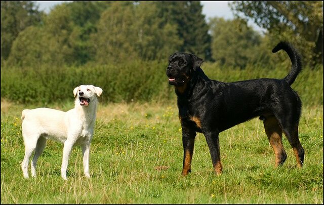 116 honden augustus