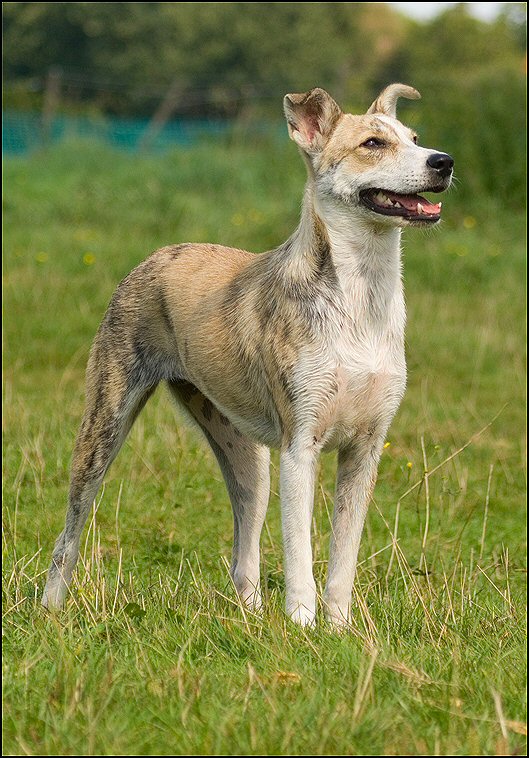 129 - honden augustus