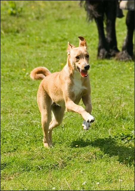 201 honden augustus