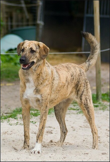 36 honden augustus