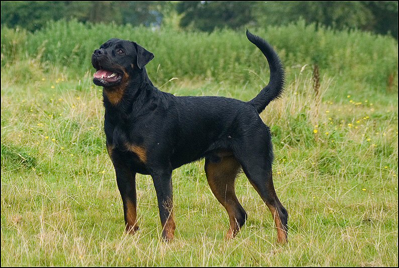 67 - honden augustus