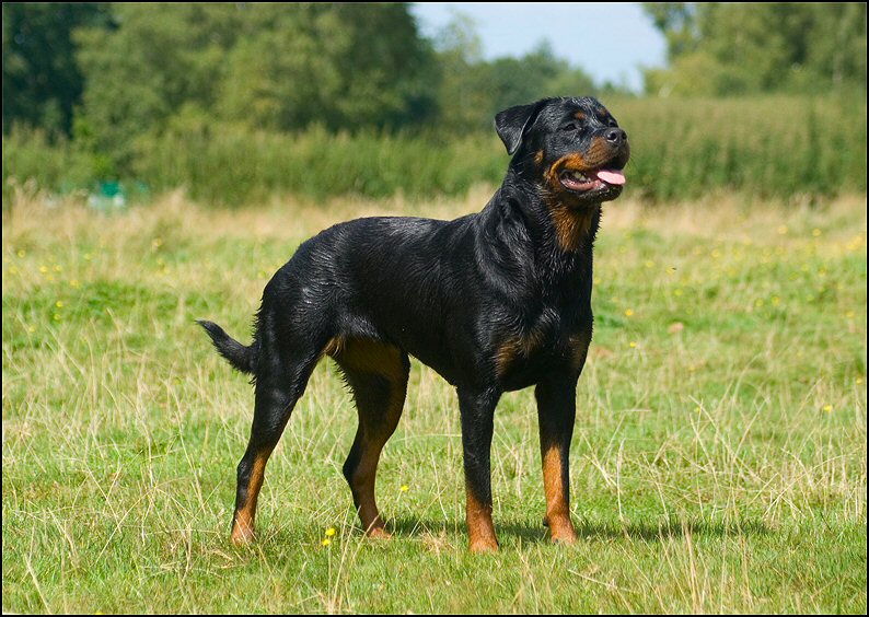 94 - honden augustus