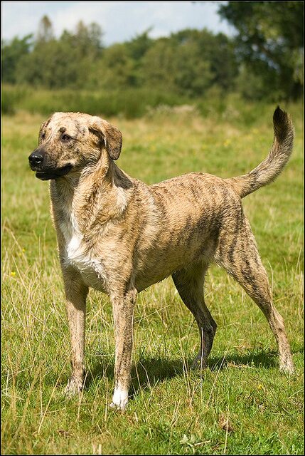 106 honden augustus