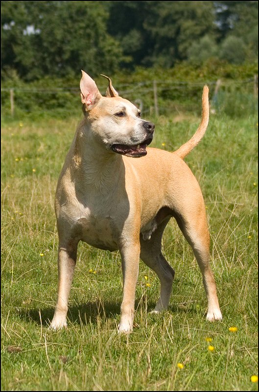 130 - honden augustus