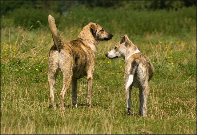 146 honden augustus