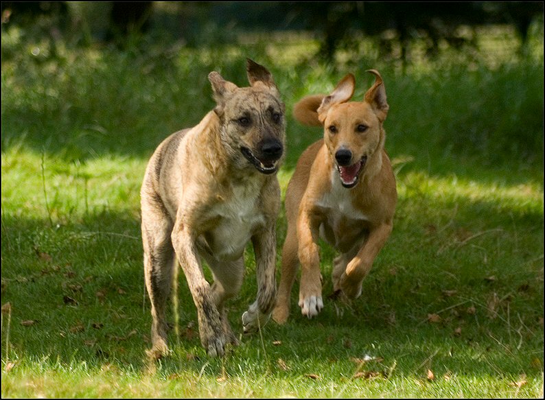 170 - honden augustus