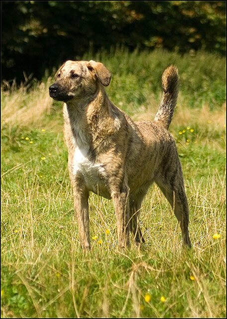 193 honden augustus