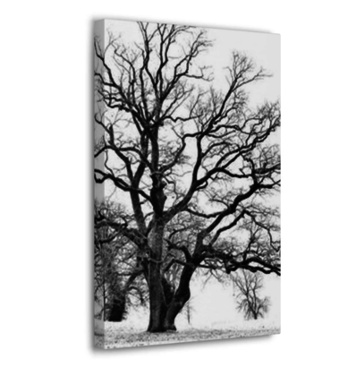 Framed Trees Canvas Wall Art - Anonymous