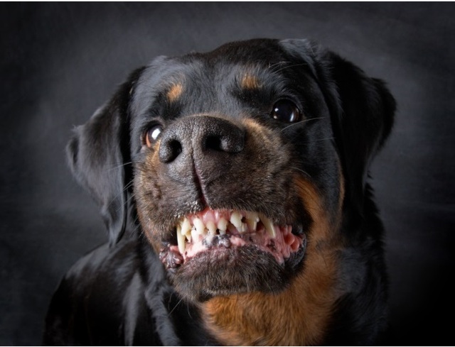 dog bite attorney boston Top Dog Bite Lawyers in Boston: How to Secure Compensation After a Dog Attack