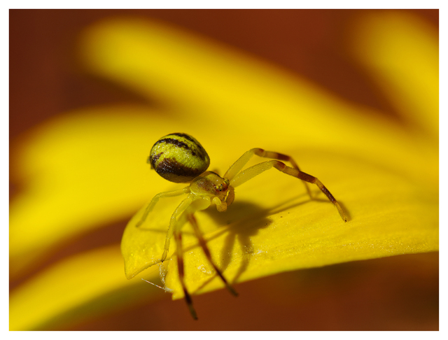 Yellow Spider 2024 1b Close-Up Photography