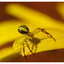 Yellow Spider 2024 1b - Close-Up Photography