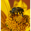 Bee 2024 3 - Close-Up Photography