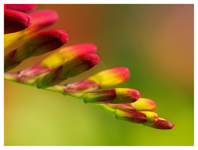 Backyard Flower 2024 3 Close-Up Photography