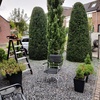 Snoeien voor en achtertuin ... - Garden 2023 & 2024