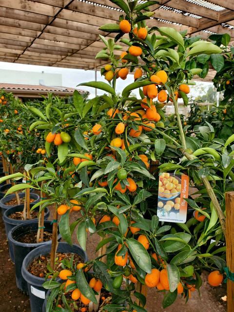 Nagami Cumquat plant in Sydney Picture Box