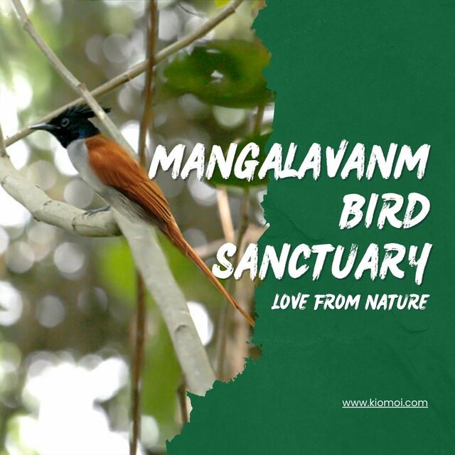 mangalavanam birds sanctuary kochi