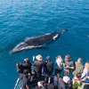 Sydney whale watching - Cruises