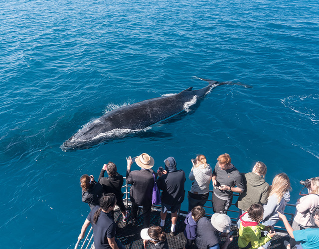 Sydney whale watching Cruises