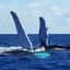 Humpback-whale-Las-Galeras-... - Picture Box