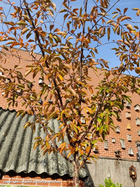 Herfst in de tuin 16-10-24 1 Garden 2023 & 2024