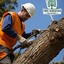 tree-service-near-me - Bradford Tree Surgeons