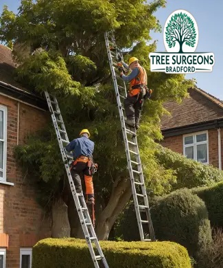 tree-trimming-company-near-me Bradford Tree Surgeons