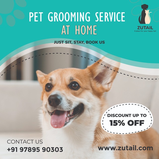 pet grooming services at home in salem Picture Box