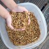 Mealworms for sale -  DougsBugz