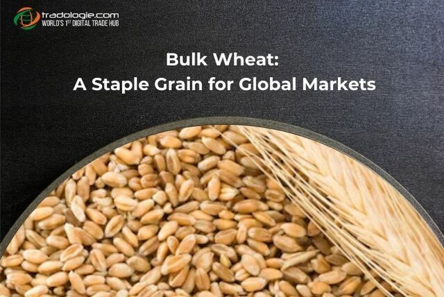 Bulk Wheat  A Staple Grain for Global Markets Picture Box