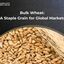 Bulk Wheat  A Staple Grain ... - Picture Box