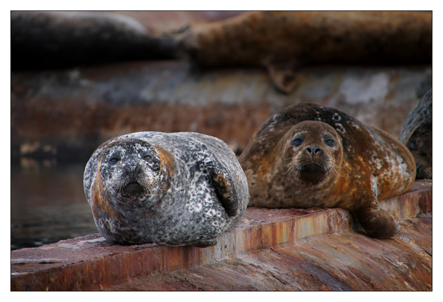 Sea Lion 2024 1 Wildlife