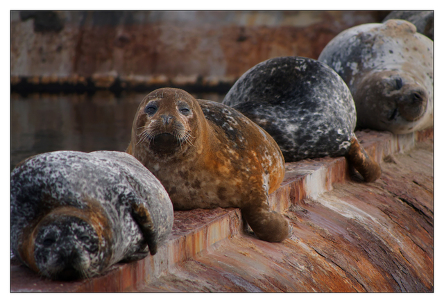 Sea Lion 2024 4 Wildlife