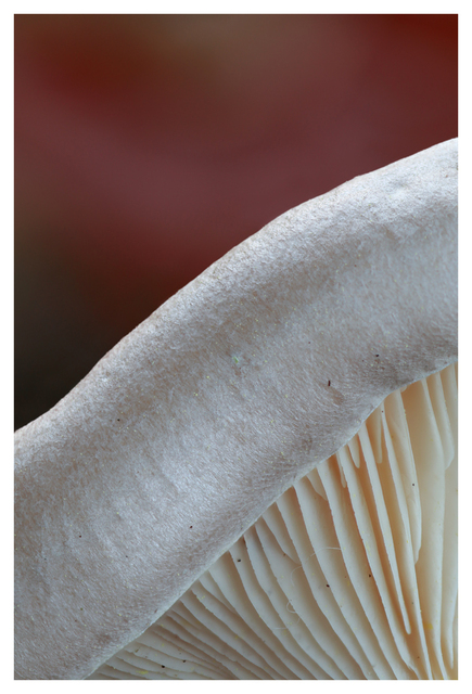 Mushroom 2024 2 Close-Up Photography