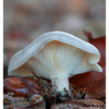 Mushroom 2024 1b - Close-Up Photography